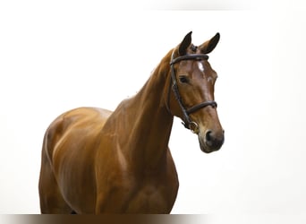 KWPN, Mare, 5 years, 16,2 hh, Brown