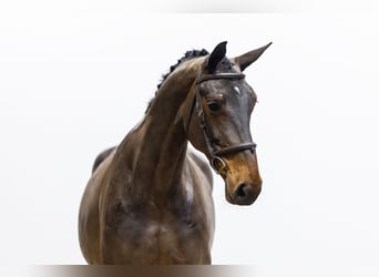KWPN, Mare, 5 years, 16,2 hh, Brown