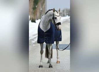 KWPN, Mare, 5 years, 16,2 hh, White