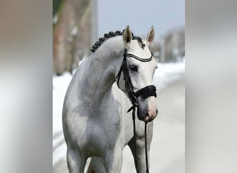 KWPN, Mare, 5 years, 16,2 hh, White