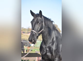 KWPN, Mare, 5 years, 16,3 hh, Black