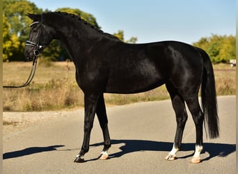KWPN, Mare, 5 years, 16,3 hh, Black