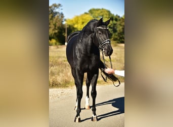 KWPN, Mare, 5 years, 16,3 hh, Black