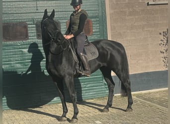 KWPN, Mare, 5 years, 16,3 hh, Black