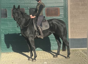 KWPN, Mare, 5 years, 16,3 hh, Black