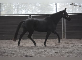 KWPN, Mare, 5 years, 16,3 hh, Black