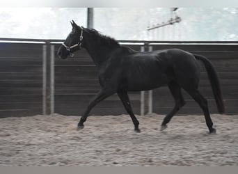 KWPN, Mare, 5 years, 16,3 hh, Black
