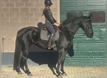 KWPN, Mare, 5 years, 16,3 hh, Black