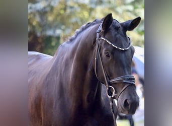 KWPN, Mare, 5 years, 16,3 hh, Black