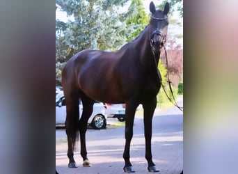 KWPN, Mare, 5 years, 16,3 hh, Black