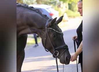 KWPN, Mare, 5 years, 16,3 hh, Black