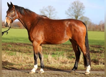 KWPN, Mare, 5 years, 16,3 hh, Brown