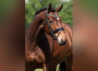 KWPN, Mare, 5 years, 16,3 hh, Brown