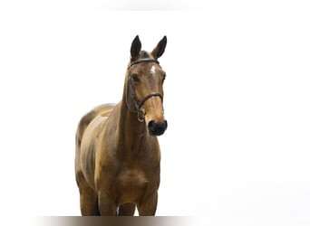 KWPN, Mare, 5 years, 16,3 hh, Brown