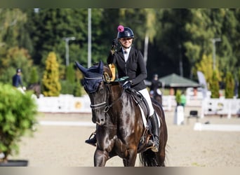 KWPN, Mare, 5 years, 17,1 hh, Black