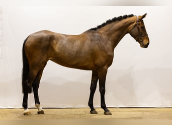 KWPN, Mare, 5 years, 17,1 hh, Brown