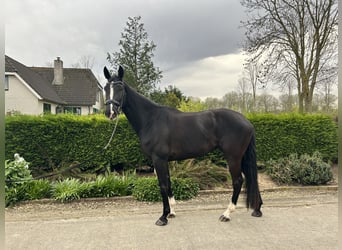 KWPN, Mare, 5 years, 17.2 hh, Black