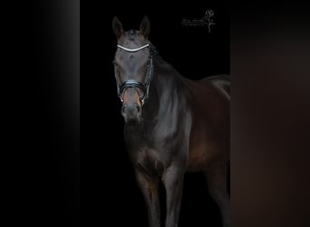 KWPN, Mare, 5 years, 17.2 hh, Smoky-Black