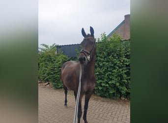 KWPN, Mare, 5 years, 17 hh, Bay-Dark