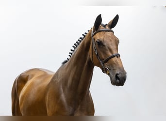 KWPN, Mare, 5 years, 17 hh, Bay-Dark