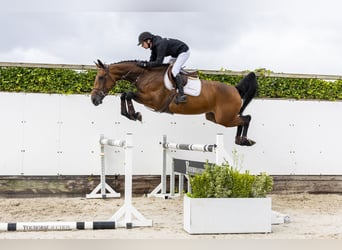 KWPN, Mare, 5 years, 17 hh, Bay-Dark