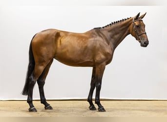 KWPN, Mare, 5 years, 17 hh, Bay-Dark