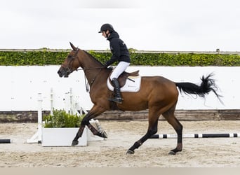 KWPN, Mare, 5 years, 17 hh, Bay-Dark