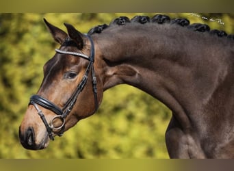 KWPN, Mare, 5 years, 17 hh, Bay