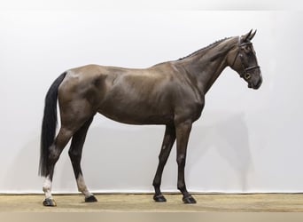 KWPN, Mare, 5 years, 17 hh, Black