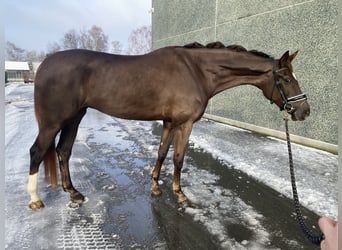 KWPN, Mare, 5 years, 17 hh, Brown-Light