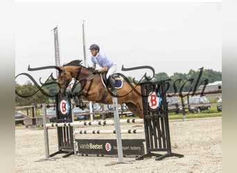 KWPN, Mare, 5 years, 17 hh, Brown