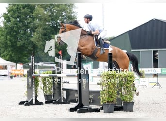 KWPN, Mare, 5 years, 17 hh, Brown