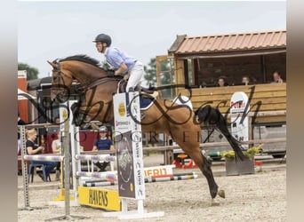 KWPN, Mare, 5 years, 17 hh, Brown