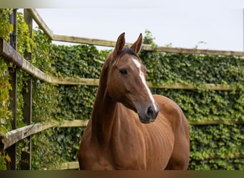 KWPN, Stute, 5 Jahre, 17 hh, Brauner