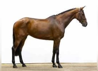 KWPN, Mare, 5 years, 17 hh, Brown