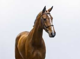 KWPN, Mare, 5 years, 17 hh, Brown