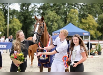 KWPN, Mare, 5 years, 17 hh, Chestnut