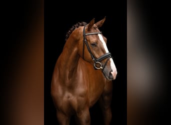 KWPN, Mare, 5 years, 17 hh, Chestnut