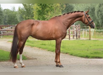 KWPN, Mare, 5 years, 17 hh, Chestnut