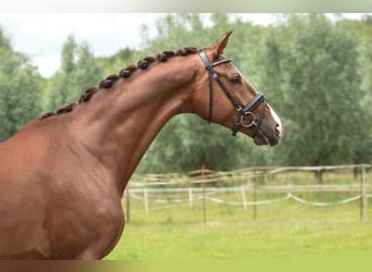 KWPN, Mare, 5 years, 17 hh, Chestnut