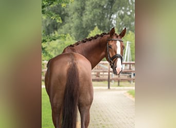 KWPN, Mare, 5 years, 17 hh, Chestnut