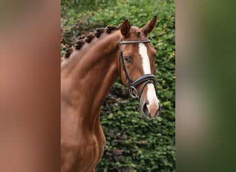 KWPN, Mare, 5 years, 17 hh, Chestnut