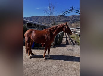 KWPN, Mare, 5 years, 17 hh, Chestnut-Red