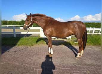 KWPN, Mare, 5 years, 17 hh, Chestnut-Red