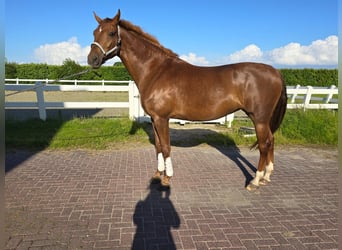 KWPN, Mare, 5 years, 17 hh, Chestnut-Red