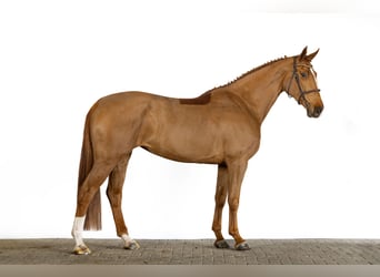 KWPN, Mare, 5 years, 17 hh, Chestnut-Red