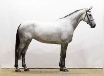 KWPN, Mare, 5 years, 17 hh, Gray