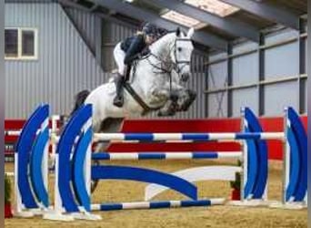 KWPN, Mare, 5 years, 17 hh, Gray