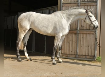 KWPN, Mare, 5 years, 17 hh, Grey