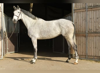 KWPN, Mare, 5 years, 17 hh, Grey